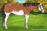 Horse Color:Bay Sabino Splash 