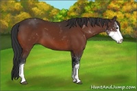 Horse Color:Bay Sabino