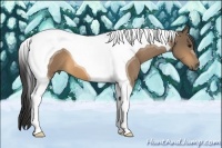 Horse Color:Buckskin Tobiano