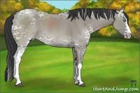 Horse Color:White Spotted Grullo Ice Splash