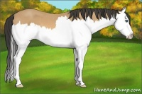 Horse Color:Buckskin Roan Splash 
