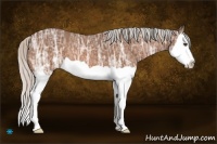 Horse Color:Silver Bay Ice Splash 