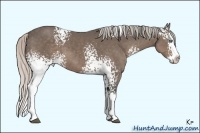 Horse Color:White Spotted Silver Black Sabino Splash