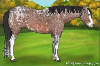 Horse Color:White Spotted Bay Ice Sabino Splash