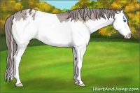 Horse Color:Bay Sabino Splash Appaloosa