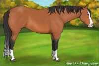 Horse Color:Unknown 