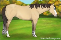 Horse Color:Amber Champagne Dun Sabino Splash 