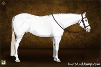 Horse Color:Red Dun Pearl Sabino Splash Frame Appaloosa Rabicano