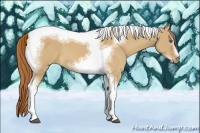 Horse Color:Red Dun Sabino Splash Tobiano Frame Rabicano 