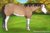Horse Color:Amber Champagne Splash 