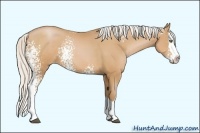 Horse Color:White Spotted Silver Bay Pearl Sabino Splash