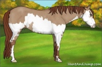 Horse Color:Red Dun Roan Splash Frame Rabicano