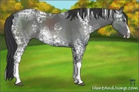 Horse Color:White Spotted Black Ice Splash 