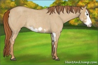 Horse Color:Red Dun Roan Splash Frame Rabicano