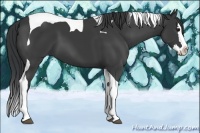 Horse Color:Black Splash Tobiano 