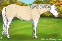 Horse Color:Silver Classic Champagne Dun Splash 