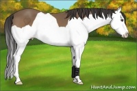Horse Color:Buckskin Splash 