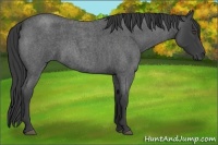 Horse Color:Smoky Blue Roan 