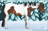 Horse Color:Bay Tobiano 