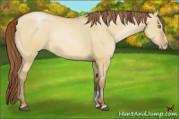 Horse Color:Bay Pearl Dun Sabino Rabicano 
