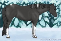 Horse Color:Smoky Black Tobiano 