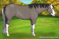 Horse Color:Grullo Splash 