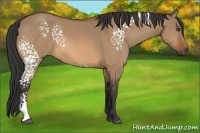 Horse Color:White Spotted Bay Dun