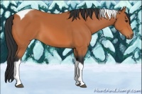 Horse Color:Bay Tobiano 