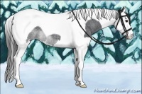 Horse Color:Blue Roan Splash Tobiano 
