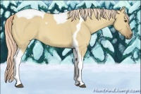 Horse Color:Palomino Dun Tobiano 