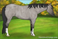 Horse Color:Grullo Roan 