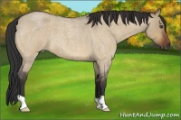 Horse Color:Bay Roan Dun