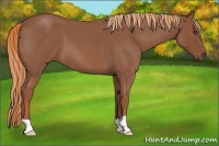 Horse Color:Red Roan 