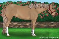 Horse Color:Palomino