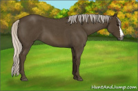 Horse Color:Gray Silver Smoky Blue Roan Splash 