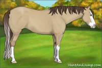 Horse Color:Classic Champagne Dun Splash 