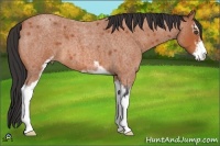 Horse Color:Bay Roan Sabino