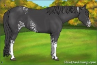 Horse Color:White Spotted Smoky Black 