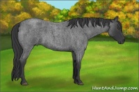 Horse Color:Blue Roan 
