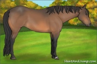 Horse Color:Buckskin 