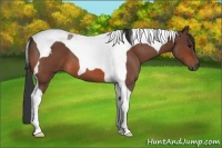 Horse Color:Bay Roan Tobiano