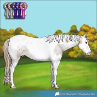 Horse Color:Bay Dun Splash Tobiano Appaloosa 
