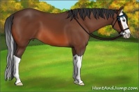 Horse Color:Bay Splash 