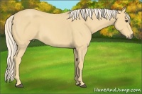 Horse Color:Palomino Roan 