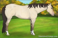 Horse Color:Amber Champagne Roan Dun 