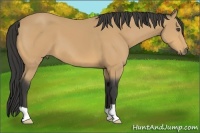 Horse Color:Buckskin 