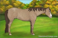 Horse Color:Classic Champagne Splash