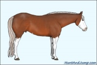 Horse Color:Silver Bay Sabino Splash 