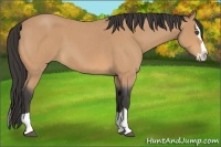 Horse Color:Buckskin Roan Splash 