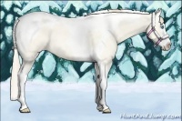 Horse Color:Perlino Roan Dun Splash Tobiano 